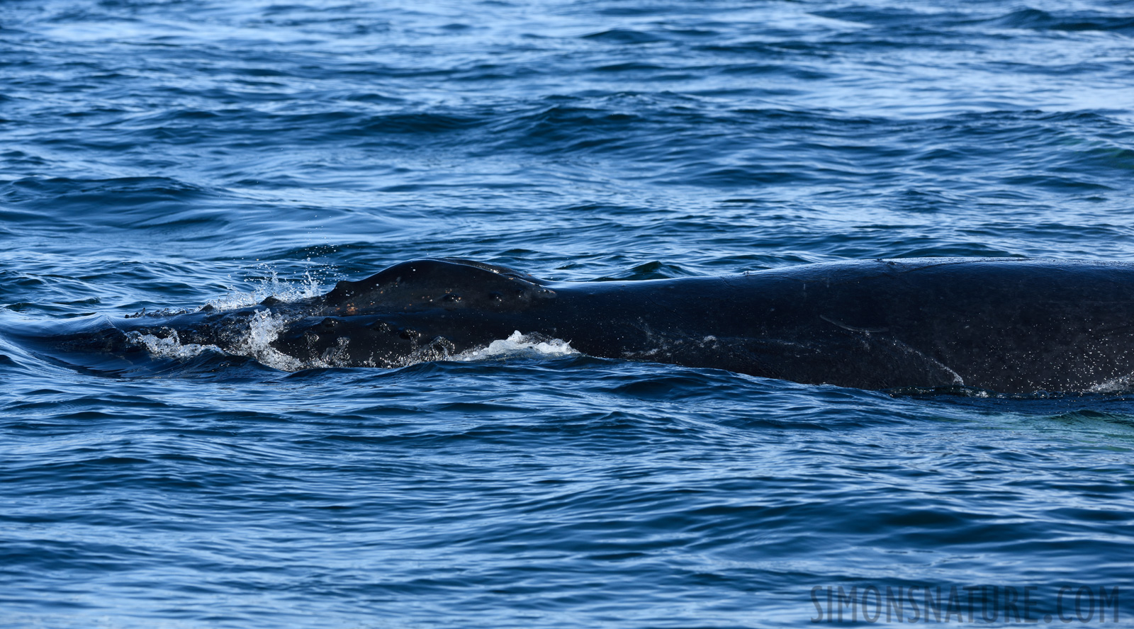 Megaptera novaeangliae [200 mm, 1/800 sec at f / 9.0, ISO 400]